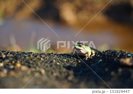 Small Green Frog Resting on Soil 131829447
