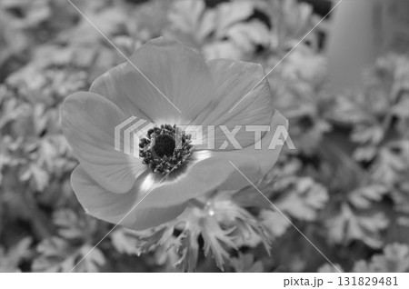 アネモネ ボタンイチゲ(牡丹一華) アネモネ ボタンイチゲ(牡丹一華) 131829481