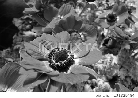 アネモネ　ボタンイチゲ（牡丹一華） 131829484