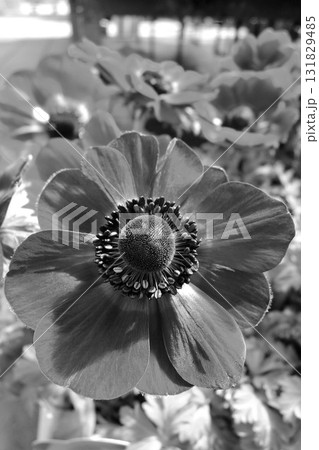 アネモネの花のある風景 アネモネの花のある風景 131829485
