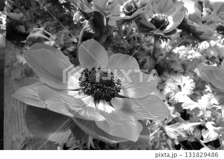 アネモネ　ボタンイチゲ（牡丹一華） 131829486