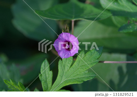 ホシアサガオ ホシアサガオ 131829521