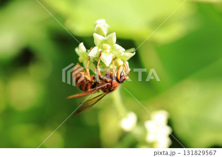 キイロスズメバチとアレチウリ⑧ 131829567