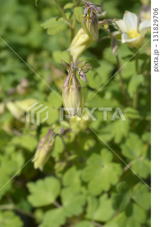 Columbine Spring Yellow Columbine Spring Yellow 131829706