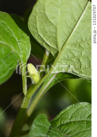 Bladder cherry Bladder cherry 131829707