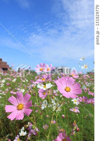 コスモス4607 131829770