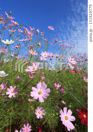 コスモス4635 131829779