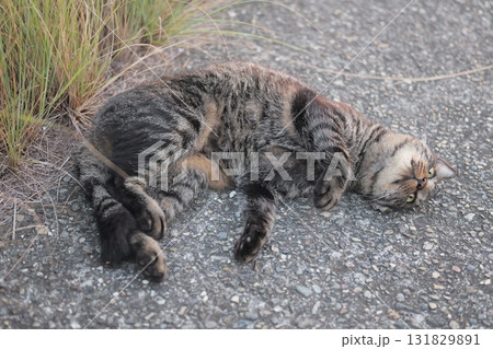 堤防で遊ぶとら猫 131829891