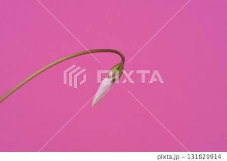 Cyclamen bud Cyclamen bud 131829914