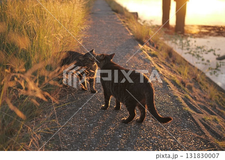 堤防で遊ぶとら猫 堤防で遊ぶとら猫 131830007