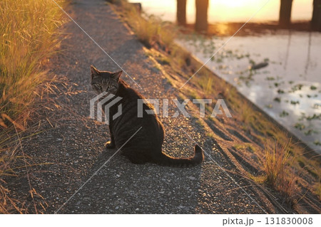 堤防で遊ぶとら猫 131830008