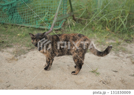 広場で遊ぶさび猫 広場で遊ぶさび猫 131830009