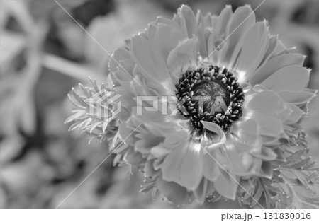 モノクロな花のアップ　八重咲きのアネモネ 131830016