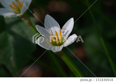 タマスダレ 131830018