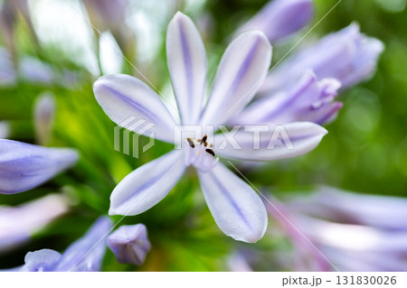 京都　嵯峨野　宝筐院　苔庭の日本庭園に咲く　紫君子蘭（アガパンサス）　右京区嵯峨釈迦堂門前 131830026