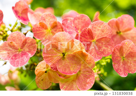 京都 嵯峨野 宝筐院 苔庭の日本庭園に咲く あじさい 右京区嵯峨釈迦堂門前 京都 嵯峨野 宝筐院 苔庭の日本庭園に咲く あじさい 右京区嵯峨釈迦堂門前 131830038