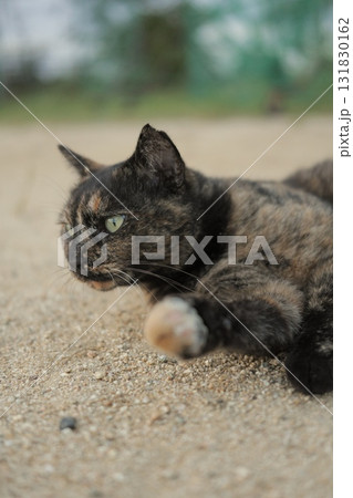 広場で遊ぶさび猫 広場で遊ぶさび猫 131830162