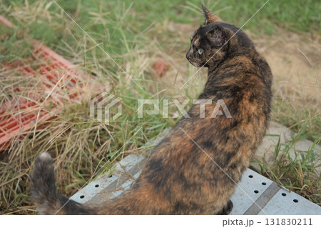 広場で遊ぶさび猫 広場で遊ぶさび猫 131830211