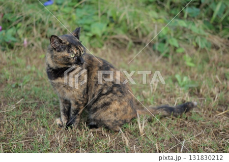 広場で遊ぶさび猫 広場で遊ぶさび猫 131830212