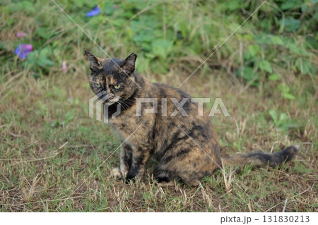 広場で遊ぶさび猫 131830213