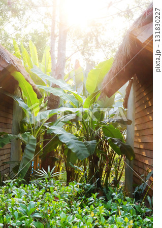 Tropical banana grove in forest in natural cool light and sunlight between two wooden houses in Thailand 131830227