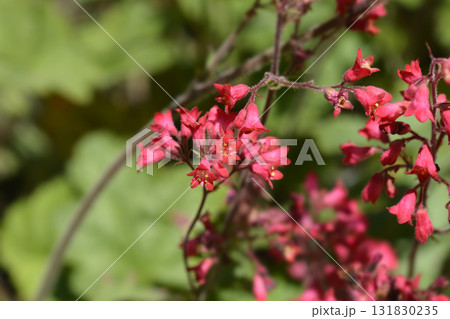 Coral Bells Splendens 131830235