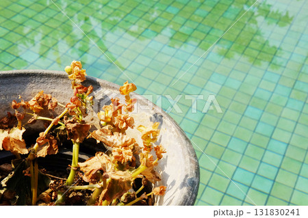 Yellow flowers are withering in a white clay pot with swimming pool 131830241