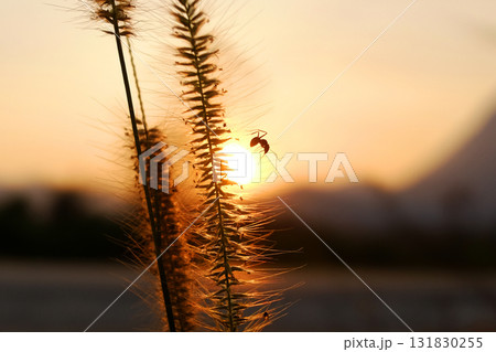 Close up silhouette of the ant on grass flower field in sunset shining on wildflower Close up silhouette of the ant on grass flower field in sunset shining on wildflower 131830255