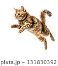 元気いっぱいにジャンプするかわいい猫の瞬間｜背景なし・透過PNG 131830392