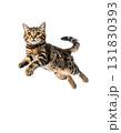 元気いっぱいにジャンプするかわいい猫の瞬間｜背景なし・透過PNG 131830393