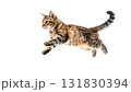 元気いっぱいにジャンプするかわいい猫の瞬間｜背景なし・透過PNG 131830394