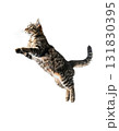 元気いっぱいにジャンプするかわいい猫の瞬間｜背景なし・透過PNG 131830395