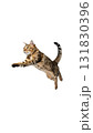 元気いっぱいにジャンプするかわいい猫の瞬間｜背景なし・透過PNG 131830396
