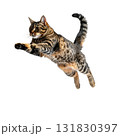 元気いっぱいにジャンプするかわいい猫の瞬間｜背景なし・透過PNG 131830397