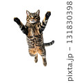 元気いっぱいにジャンプするかわいい猫の瞬間｜背景なし・透過PNG 131830398