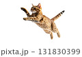 元気いっぱいにジャンプするかわいい猫の瞬間｜背景なし・透過PNG 131830399
