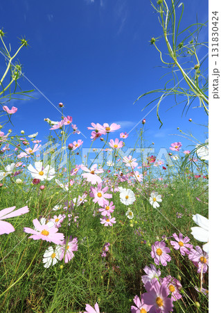 コスモス4421 コスモス4421 131830424