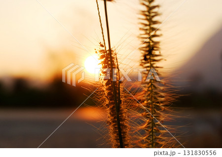 Close up beautiful silhouette grass flower field in sunset shining on wildflower 131830556