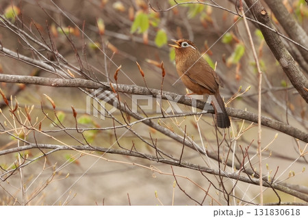 大きな声で囀り、ペットとして輸入され、日本でも繁殖するようになった、特定外来種のガビチョウ 131830618