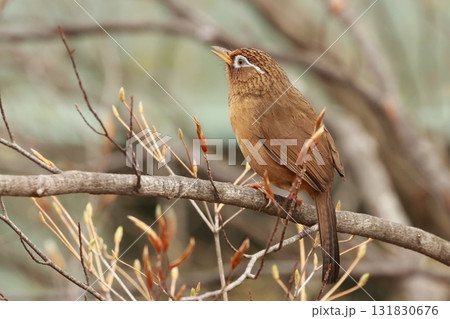 大きな声で囀り、ペットとして輸入され、日本でも繁殖するようになった、特定外来種のガビチョウ 131830676
