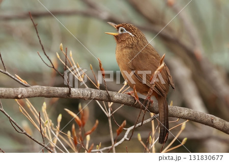 大きな声で囀り、ペットとして輸入され、日本でも繁殖するようになった、特定外来種のガビチョウ 131830677