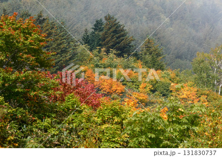 10月はじめの岩手県八幡平の若い紅葉 131830737