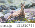 Mountain goat on rocks Mountain goat on rocks 131830754