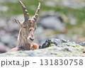 Portrait of a mountain goat Portrait of a mountain goat 131830758