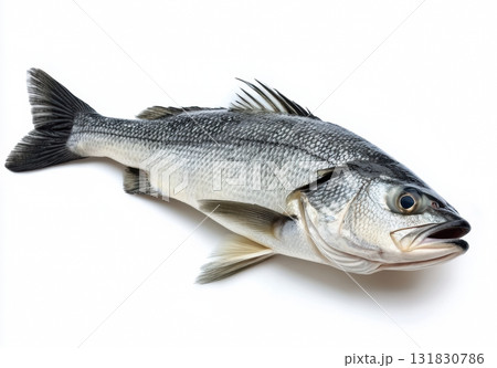 Fresh Seabass fish animal of marine life isolated on white background 131830786