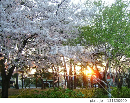 夕日に照らされた敷島公園の桜 131830900