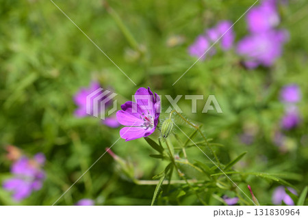 Bloody cranesbill Bloody cranesbill 131830964