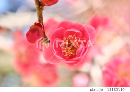 ウメ ウメ 131831104