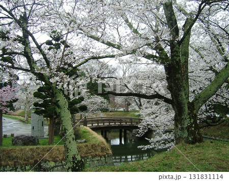 龍岡城五稜郭の桜 131831114