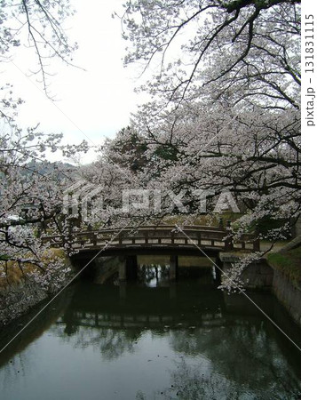 龍岡城五稜郭の桜 131831115